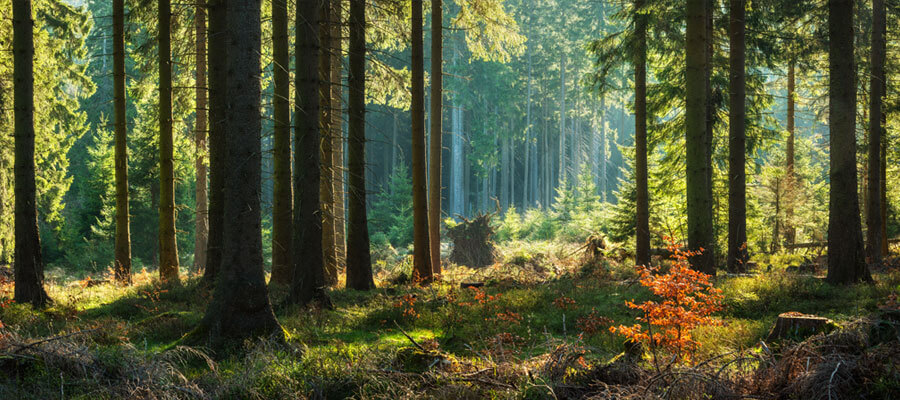 Panoramic Sunny Forest in Autumn